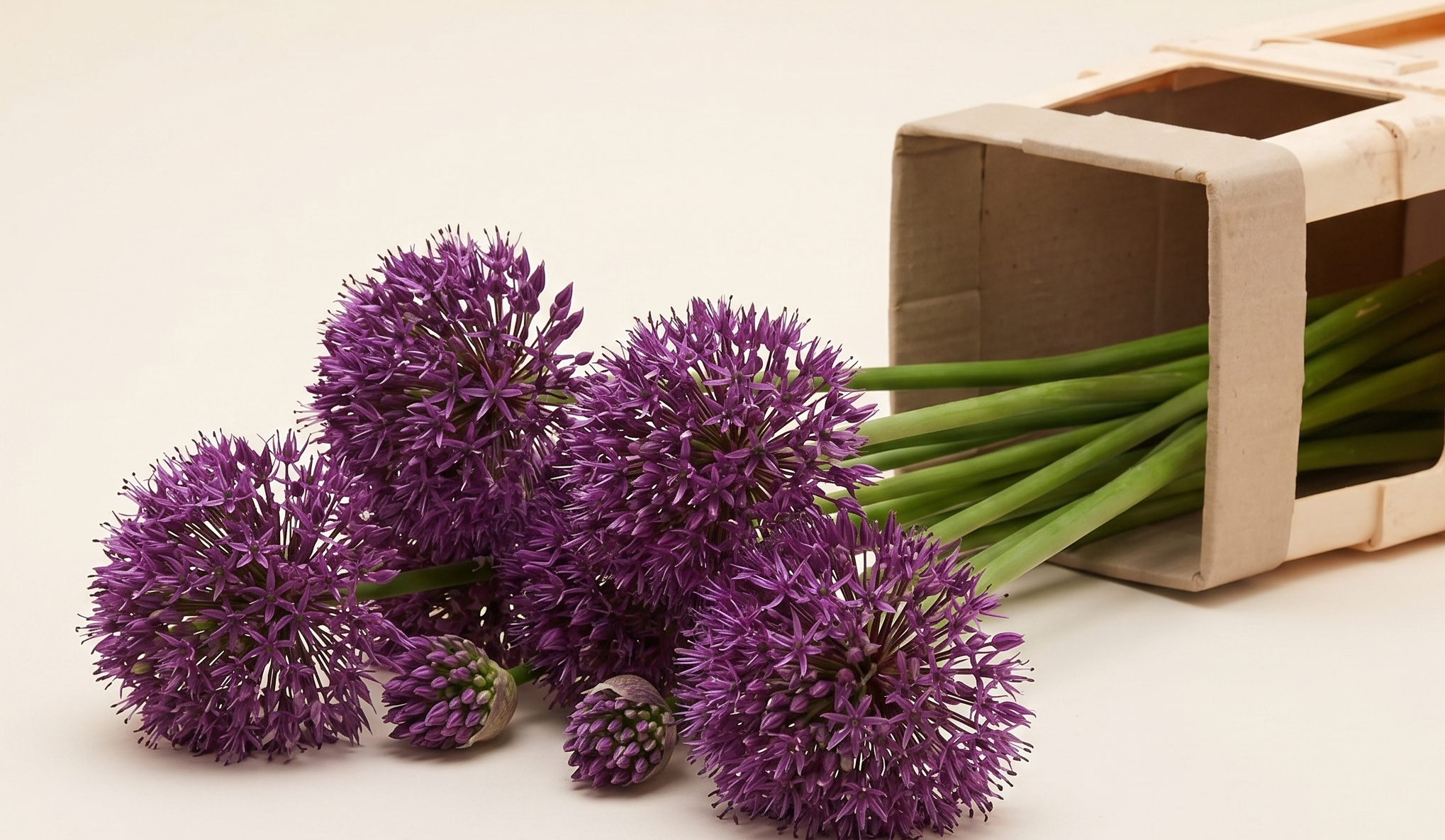 Allium (Sierui): Grafische Statements | MyFlowers.shop