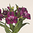 Alstroemeria