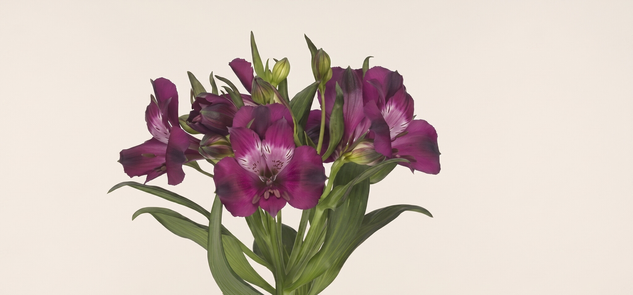 Alstroemeria: Eindeloze Kleurrijkdom | MyFlowers.shop