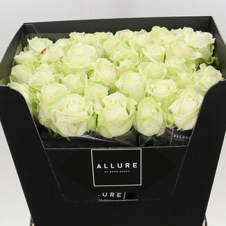 Freshy Rosen “Avalanche Allure” | Farbe: Weiß | Länge ± 70 centimeter | Pro 10 Rosen