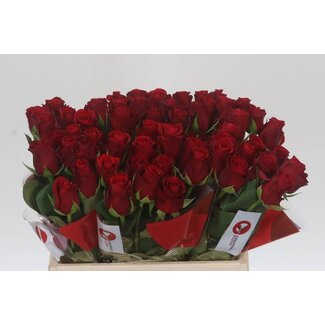 Freshy Rosen “Red Ribbon” | Farbe: Rot | Länge ± 40 centimeter | Pro 20 Rosen