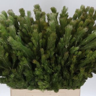 Freshy Adenanthos du Cap | Couleur: Vert | Longueur ± 70 centimeter | Par 10 branches