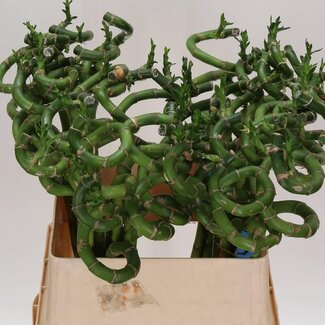 Freshy Dracaena Glücksbambus | Farbe: Grün | Länge ± 80 centimeter | Pro 10 Zweige