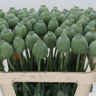 Freshy Papaver Somniferum Sleeping Ball “Bowling Ball” Seedpod | Colour: Green | Length ± 75 centimetre | Per 10 stems fresh flowers