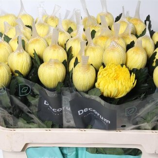 Freshy Deko Chrysantheme Chrysantheme “Pjotr” | Farbe: Gelb | Länge ± 70 centimeter | Pro 10 frische Blumen