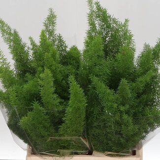 Freshy Asparagus Densiflorus “Myers” | Colour: Green | Length ± 45 centimetre | Per 50 stems