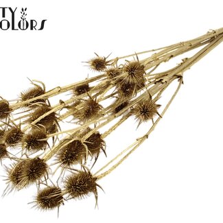 QC Getrocknete Cardistella Disteln | Farbe: goldfarben | Cardi Stella Trockenblumen | Länge ± 70 centimeter | 5 Zweige pro Bund | Pro Bund