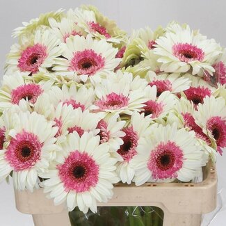 Freshy Germini Aqua “Double Fun” | Colour: White Pink | Length ± 50 centimetre | Per 20 fresh flowers