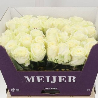 Freshy Rosen “Avalanche Masterpiece” | Farbe: Weiß | Länge ± 60 centimeter | Pro 10 Rosen
