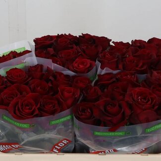 Freshy Rosen “Ever Red” | Farbe: Rot | Länge ± 50 centimeter | Pro 10 Rosen