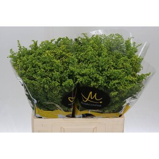 Freshy Solidago Goldenrod “Carzan Glory” | Colour: Yellow | Length ± 60 centimeter | Per 25 stems fresh flowers