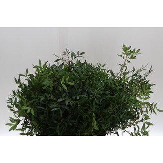 Freshy Pistacia Biedermeier | Farbe: Grün | Länge ± 40 centimeter | Pro 5 Bündel