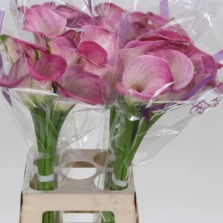 Freshy Zantedeschia Denver
