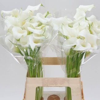 Freshy Zantedeschia Crystal Clear
