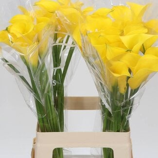 Freshy Zantedeschia Gold Medal