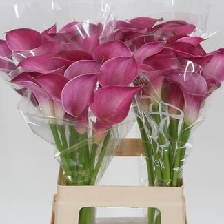 Freshy Zantedeschia Pink Jewel