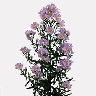Freshy Aster Cassandra Hollands