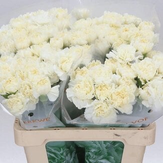 Freshy Anjer Hollands White Liberty