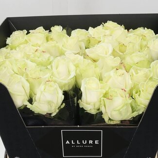 Freshy Rosen “Avalanche Allure” | Farbe: Weiß | Länge ± 60 centimeter | Pro 10 Rosen