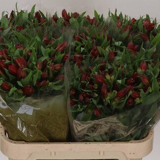 Freshy Alstroemeria Incalelie “Hot Pepper” | Colour: Red | Length ± 75 centimeter | Origin Import | Per 10 stems fresh flowers