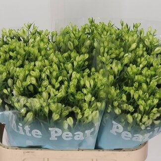 Freshy Alstroemeria Incalelie “White Pearls” | Kleur: Wit | Lengte ± 75 centimeter | Per 10 stelen verse bloemen