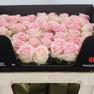 Freshy Rozen “Sweet Dolomiti” | Kleur: Roze | Lengte ± 70 centimeter | Per 10 rozen