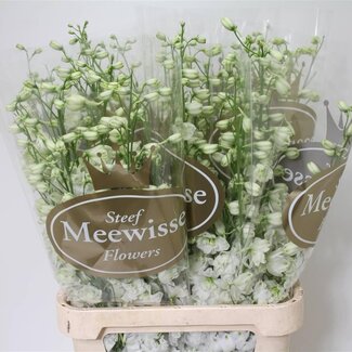 Freshy Delphinium Ridderspoor “Dewi Impressive White” | Kleur: Wit | Lengte ± 100 centimeter | Per 10 stelen verse bloemen