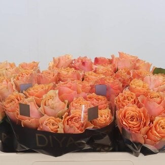 Freshy Rozen “Carpe Diem” | Kleur: Oranje Roze | Lengte ± 50 centimeter | Per 10 rozen