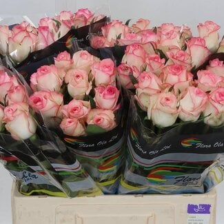 Freshy Rozen “Jumilia” | Kleur: Wit Roze | Lengte ± 60 centimeter | Per 10 rozen