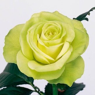 Freshy Grootbloemige Roos “Lemonade” | Kleur: Groen | Lengte ± 60 centimeter | Herkomst Ecuador | Per 25 verse rozen