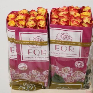 Freshy Grootbloemige Roos “Suns X-pression” | Kleur: Geel Rood | Lengte ± 60 centimeter | Herkomst Ecuador | Per 25 verse rozen