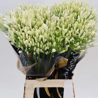 Freshy Agapanthus Bianca Perla Eijco | Colour: White | Length ± 70 centimetre | Per 10 stems fresh flowers