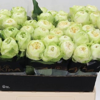 Freshy Rosen “White Kahala” | Farbe: Weiß | Länge ± 60 centimeter | Pro 20 Rosen