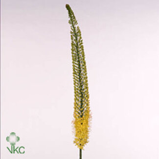 Freshy Eremurus Naald van Cleopatra “Geel Rebel” | Kleur: Geel | Lengte ± 115 centimeter | Per 10 stelen verse bloemen