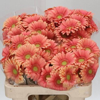 Freshy Germini Aqua “Dora” | Colour: Orange Pink | Length ± 50 centimetre | Per 20 fresh flowers
