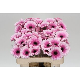 Freshy Germini Aqua “Herrera” | Farbe: Rosa | Länge ± 50 Zentimeter | Pro 20 frische Blumen