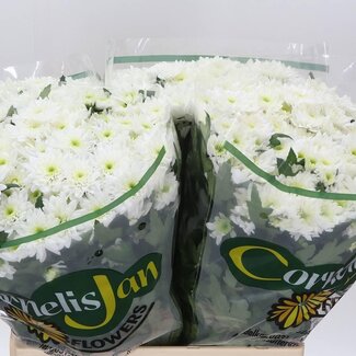 Freshy Rispenchrysantheme Chrysanthemum “Euro” | Farbe: Weiß | Länge ± 65 centimeter | Pro 20 Stielen frische Blumen