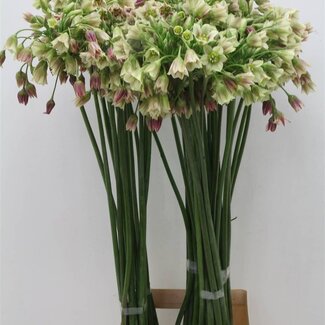 Freshy Allium Sierui “Siculum” | Colour: Orange | Length ± 70 centimetre | Per 10 stems fresh flowers