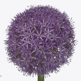 Freshy Allium Sierui “Dutchman” | Farbe: Lila | Länge ± 70 centimeter | Pro 3 Stiele frische Blumen