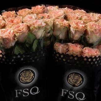 Freshy Großblütige Rose “Happink” | Farbe: Pfirsich | Länge ± 60 centimeter | Herkunft Ecuador | Pro 20 frische Rosen