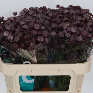Freshy Astrantia Zeeuws Knoopje “Star Of Love” | Colour: Red | Length ± 70 centimetre | Per 25 stems fresh flowers