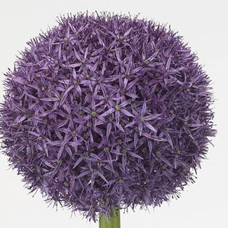 Freshy Allium ornamental onion “Globemaster” | Colour: Purple | Length ± 85 centimetre | Per 5 stems fresh flowers
