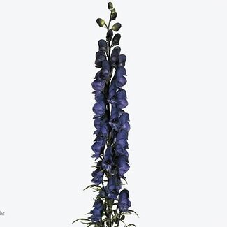 Freshy Aconitum Napellus “Pyramidale” | Farbe: Lila | Länge ± 60 centimeter | Pro 10 frische Bloemen
