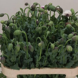 Freshy Mohn | Farbe: Weiß | Länge ± 75 centimeter | Pro 20 frische Blumen