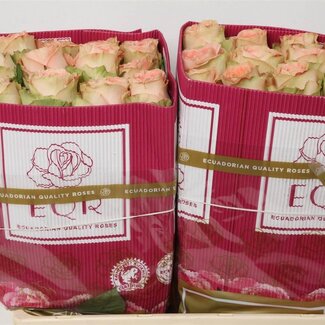 Freshy Großblütige Rose “Country Home” | Farbe: Orange Rosa | Länge ± 50 centimeter | Herkunft Ecuador | Pro 25 frische Rosen