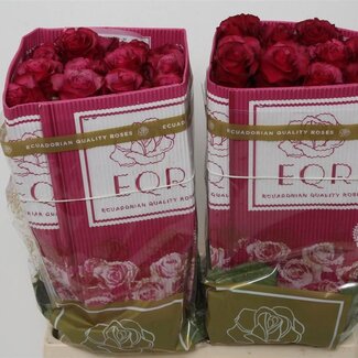 Freshy Großblütige Rose “Meli” | Farbe: Kirschfarben | Länge ± 60 centimeter | Herkunft Ecuador | Pro 25 frische Rosen