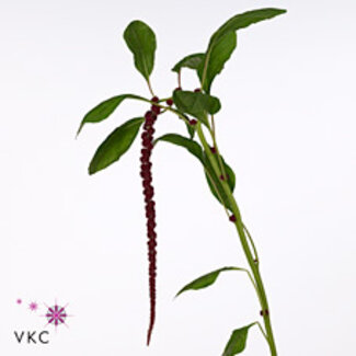 Freshy Amaranthus Red Cordata
