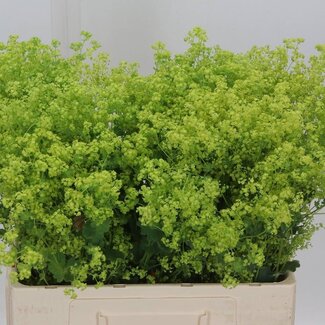 Freshy Alchemilla M Robustica