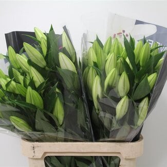 Freshy Lelie Oriental Aqua White Passion