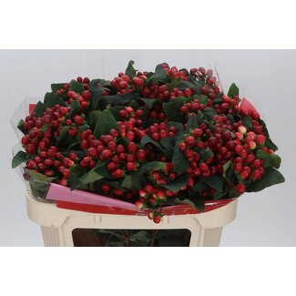 Freshy Hypericum Johanniskraut “True Romance” verzweigt | Farbe: Rot | Länge ± 70 centimeter | Pro 25 Stielen frische Blumen